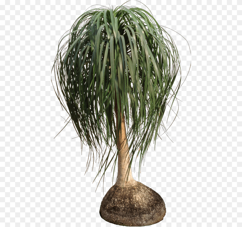 Ponytail Palm, Palm Tree, Plant, Potted Plant, Tree Png Image