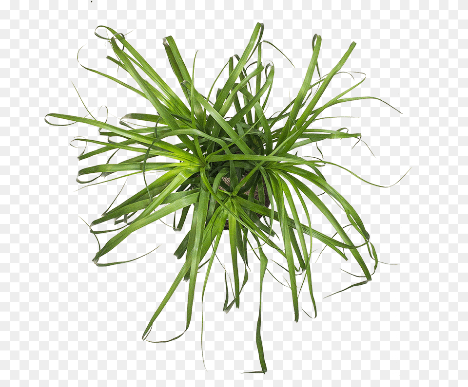 Ponytail Palm Grass, Plant, Potted Plant, Moss, Agavaceae Free Transparent Png
