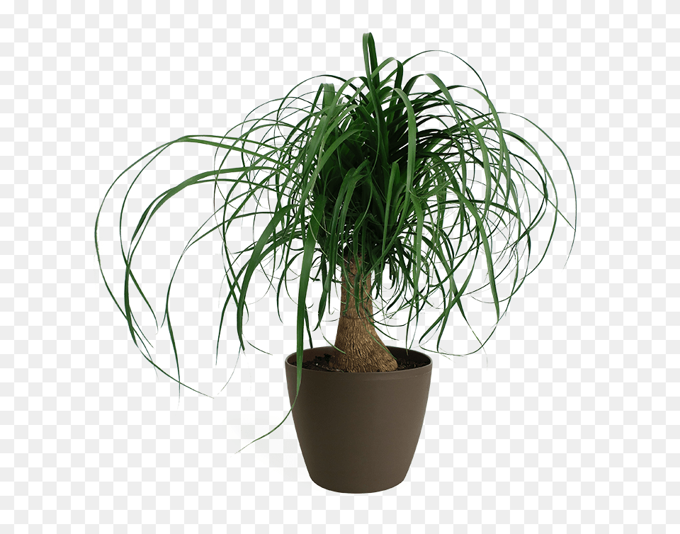 Ponytail Palm In White Pot Houseplant, Plant, Potted Plant, Tree, Jar Free Png Download