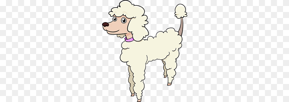 Poodle Animal, Pet, Person, Mammal Png Image