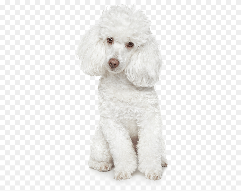 Poodle, Animal, Canine, Dog, Mammal Free Png Download