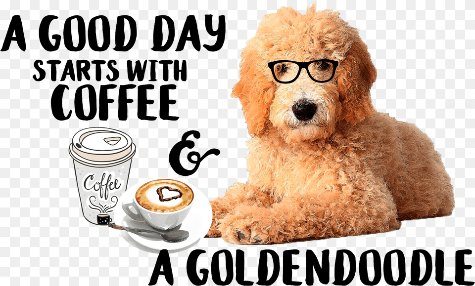 Poodle, Cup, Beverage, Coffee, Coffee Cup Png Image