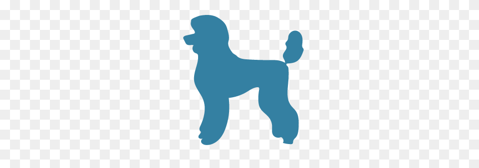 Poodle Archives, Animal, Canine, Dog, Mammal Free Transparent Png