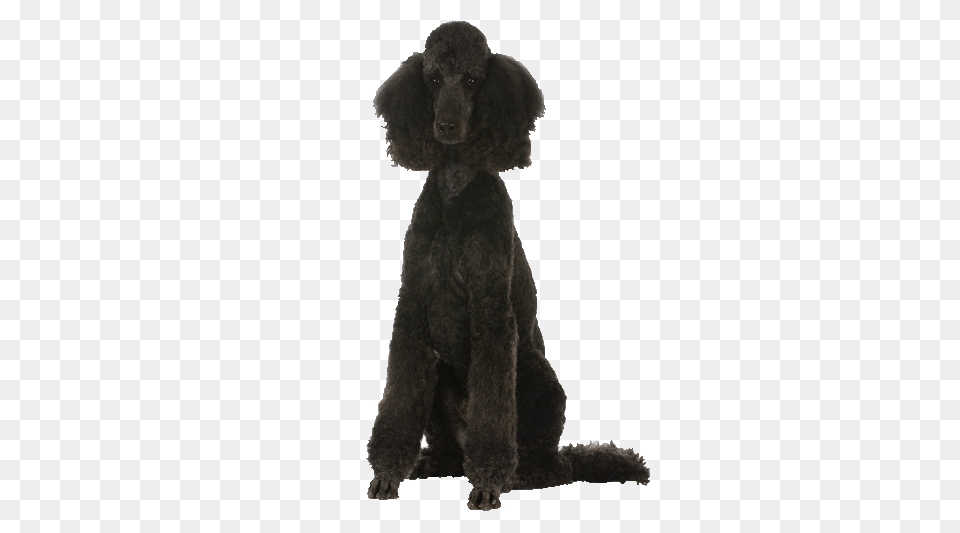 Poodle Beds Collars And Accessories, Animal, Canine, Dog, Mammal Png Image