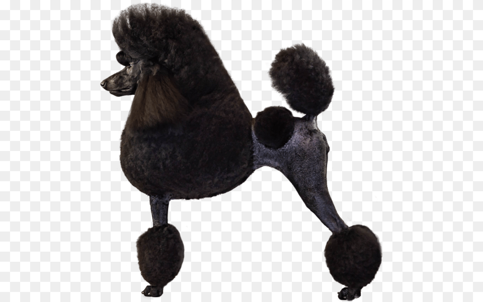 Poodle Breed Course Akc Canine College, Animal, Dog, Mammal, Pet Free Transparent Png
