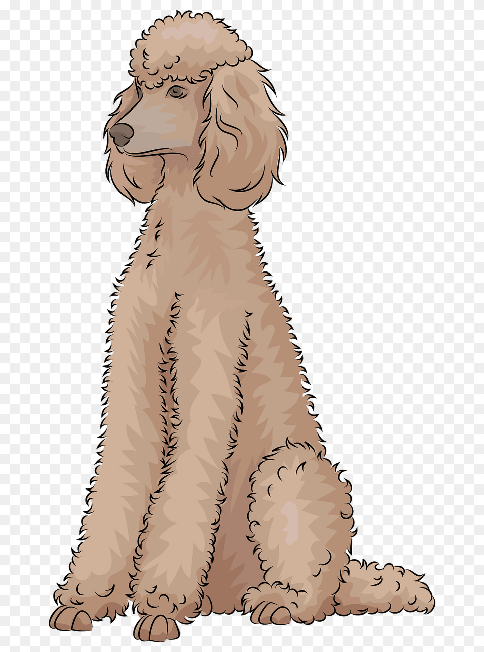 Poodle Clipart, Animal, Canine, Mammal, Pet Png