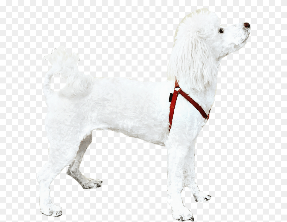 Poodle Dog White Petsandanimals Cute Companion Dog, Accessories, Animal, Canine, Mammal Free Png