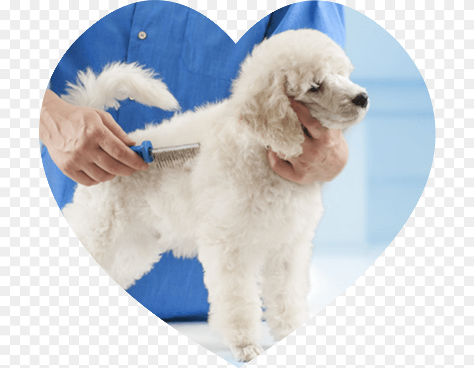 Poodle Grooming At The Salon For Dogs Brush For Poodle Dogs, Animal, Canine, Dog, Mammal Png Image