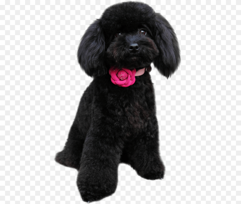 Poodle In Black Poodle Puppy, Animal, Pet, Mammal, Dog Free Png