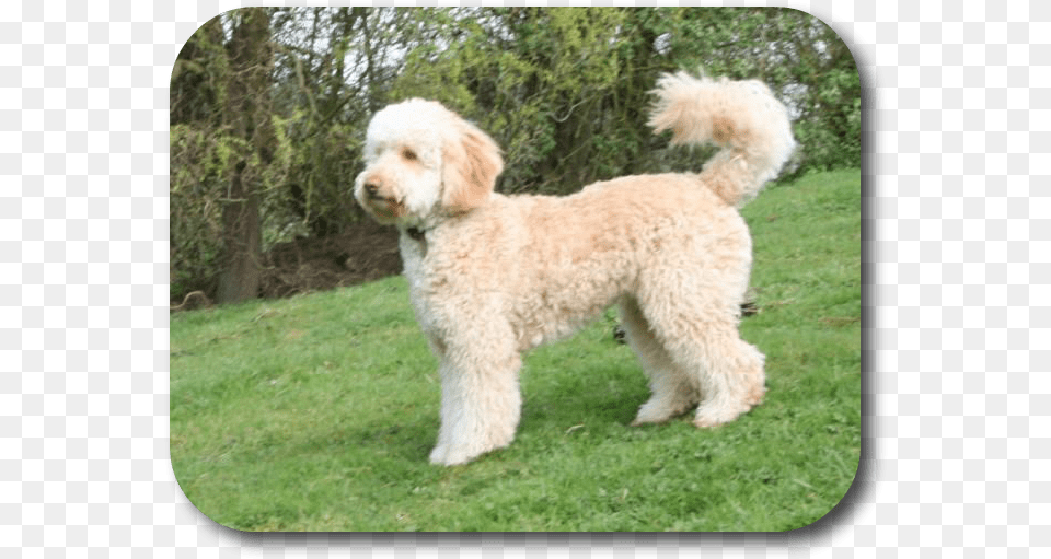 Poodle Mixed With Labrador, Grass, Plant, Animal, Canine Png