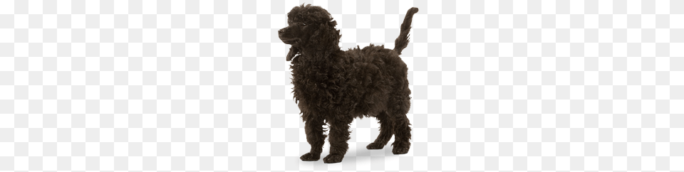 Poodle Photos Characteristics Information Dog Breeds, Animal, Canine, Mammal, Pet Png