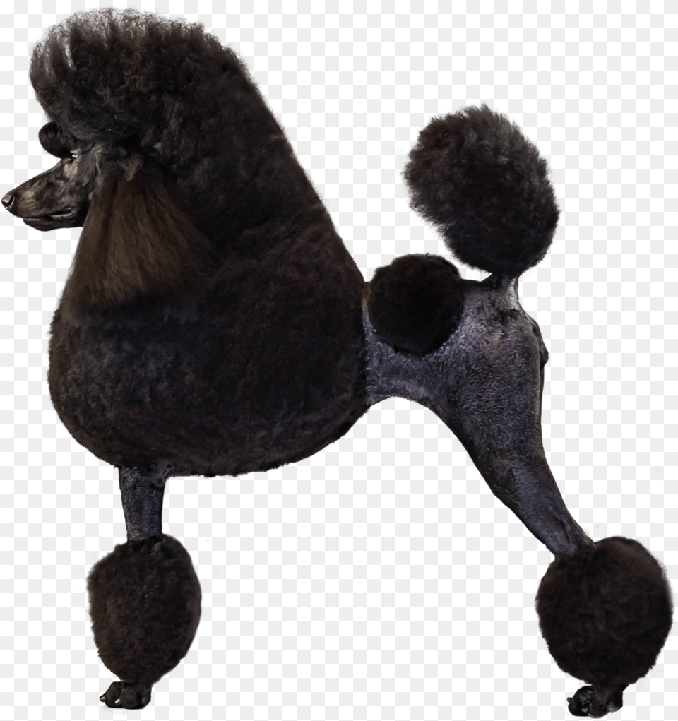 Poodle Profile, Animal, Canine, Dog, Mammal Png Image