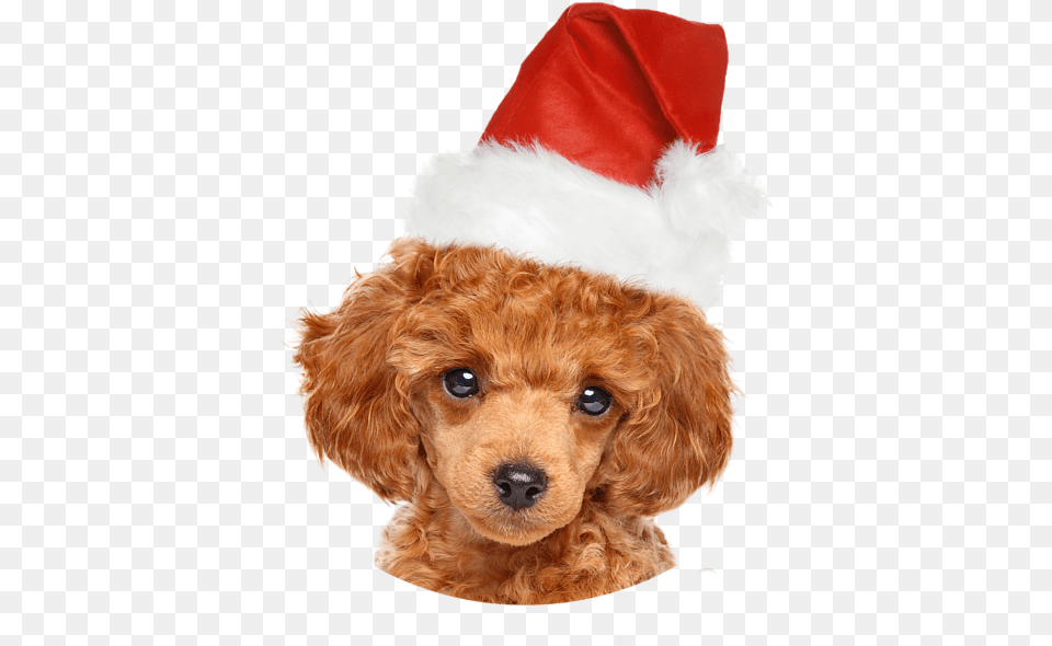 Poodle Puppies, Clothing, Hat, Animal, Canine Free Png Download
