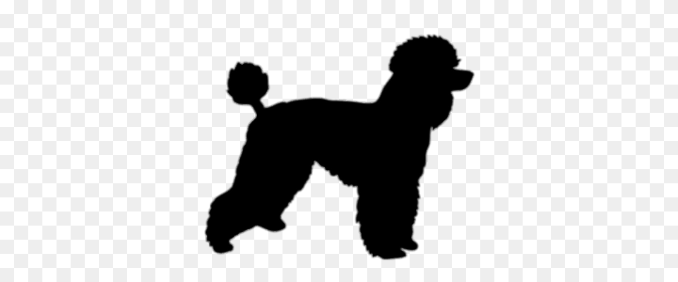 Poodle Silhouette Transparent, Animal, Canine, Dog, Mammal Png