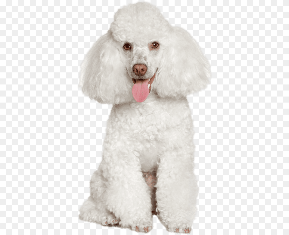 Poodle Standard Poodle, Animal, Canine, Dog, Mammal Free Transparent Png