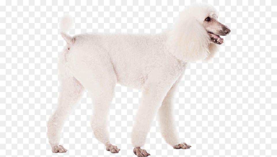 Poodle Standard Poodle, Animal, Canine, Dog, Mammal Png