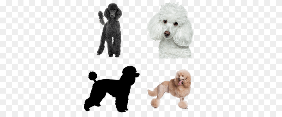 Poodles Transparent Images, Animal, Canine, Dog, Mammal Png Image