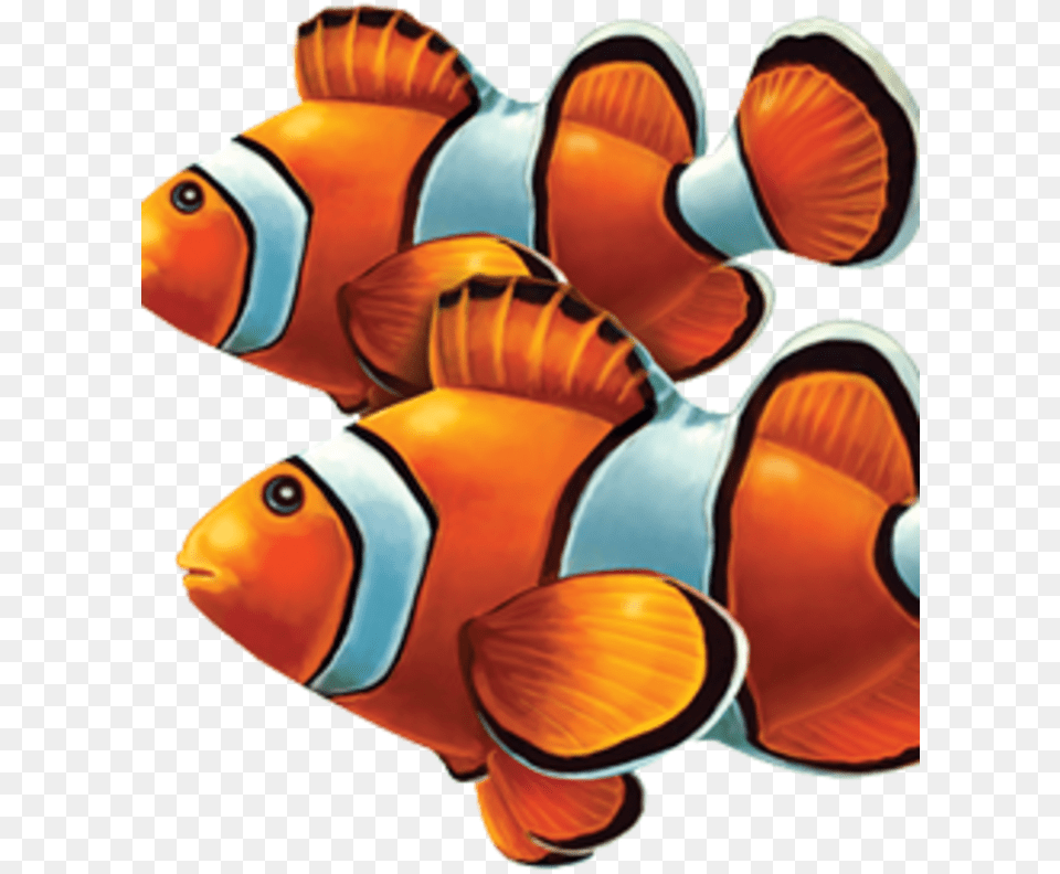 Pool Tile Mosaic Fish, Amphiprion, Animal, Sea Life Free Png