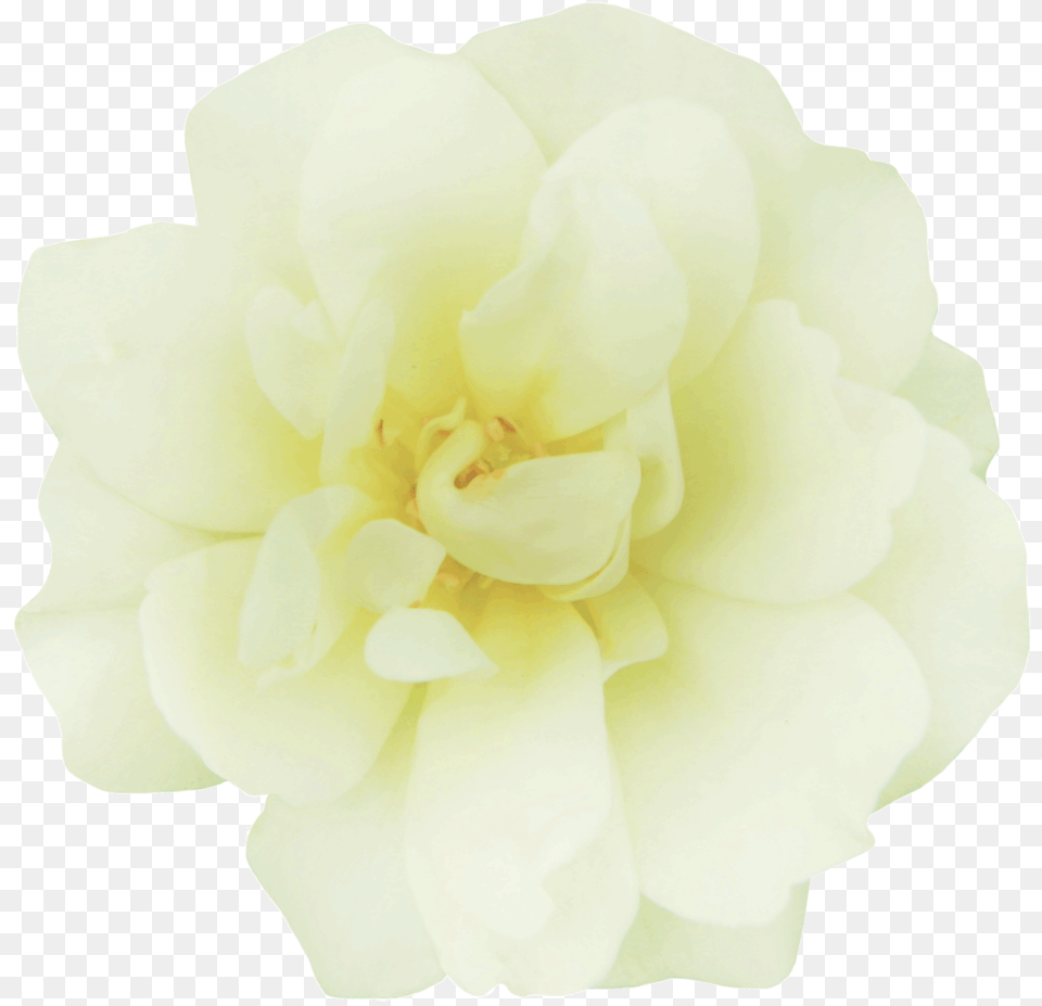 Popcorn Drift Garden Roses, Flower, Petal, Plant, Rose Png Image