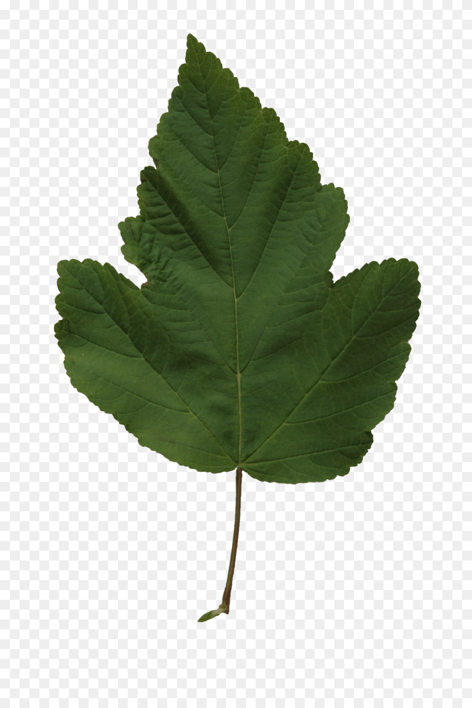 Poplar Leaf Texture Cut Out People Trees And Leaves, Plant, Tree, Oak, Sycamore Free Transparent Png