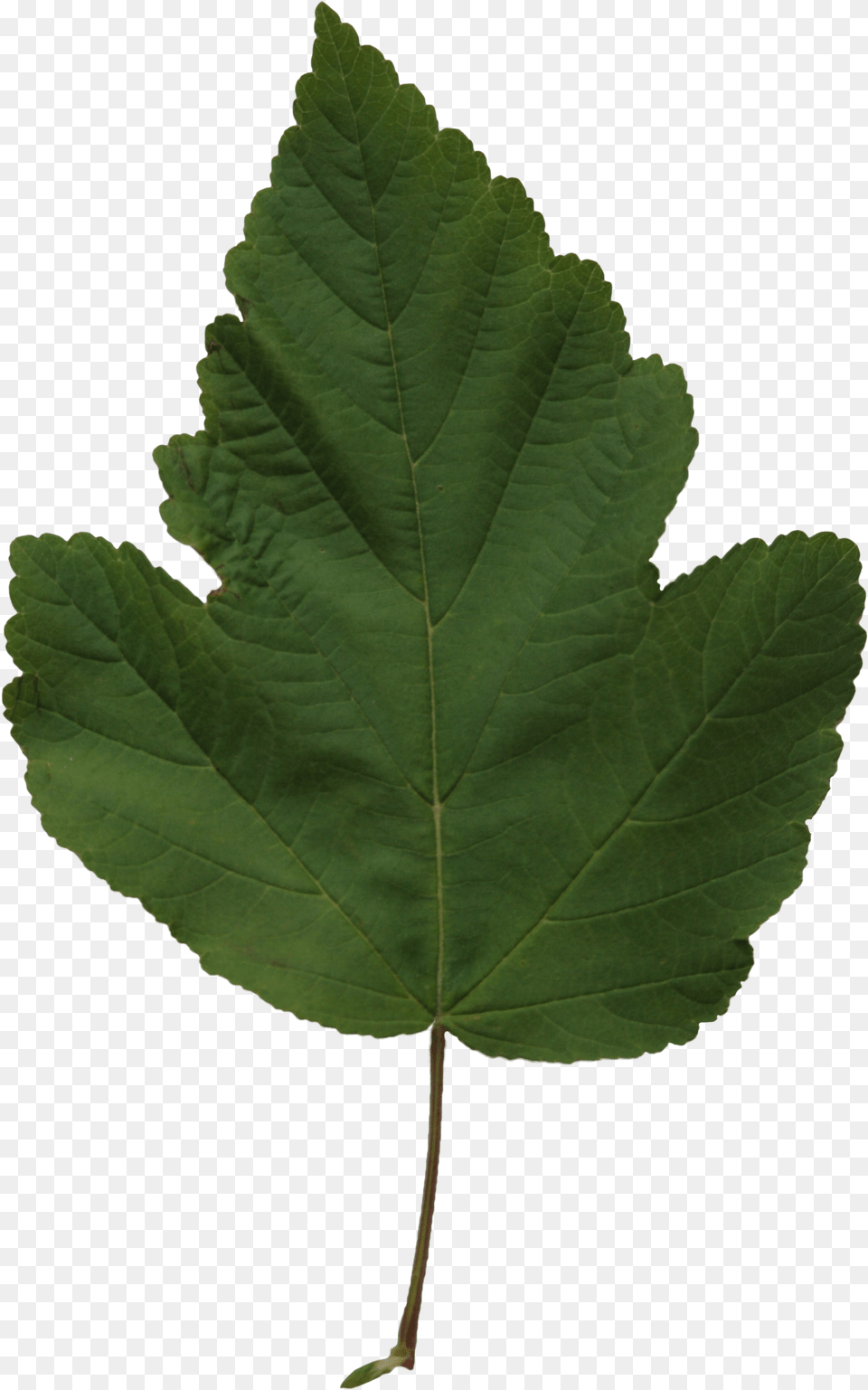Poplar Leaf Texture Cut Out People Trees And Leaves Cottonwood, Plant, Tree, Oak, Sycamore Free Png Download