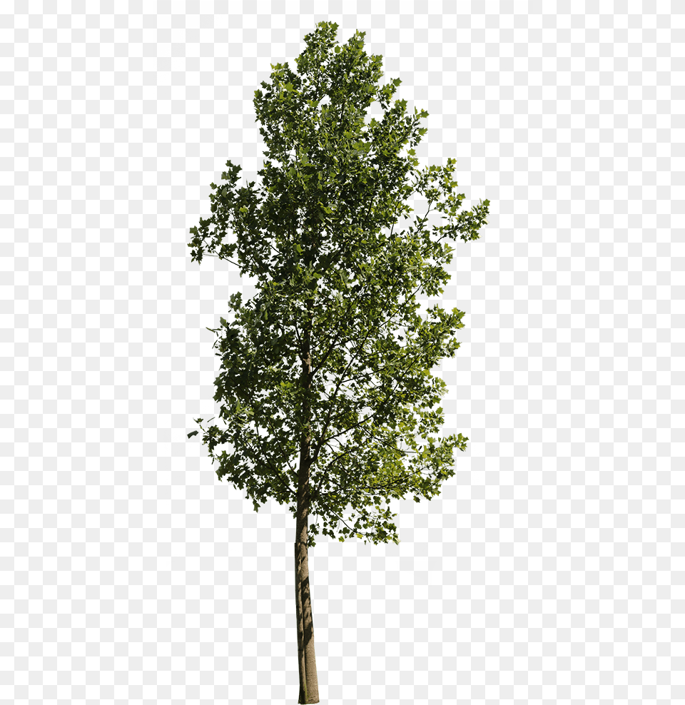 Poplar Tree Cut Out, Oak, Plant, Sycamore, Tree Trunk Free Transparent Png