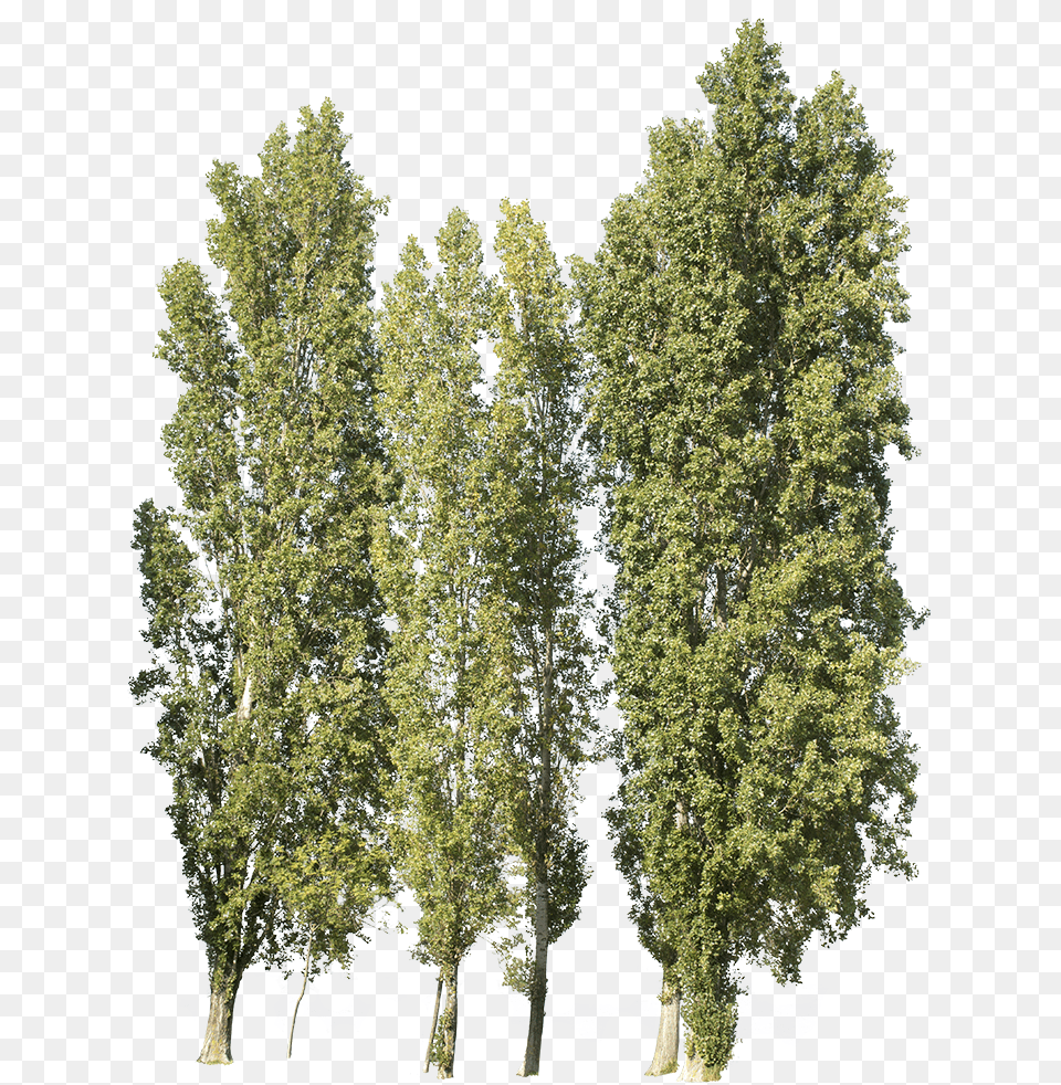 Poplar Tree Cut Out, Conifer, Oak, Plant, Sycamore Free Png Download