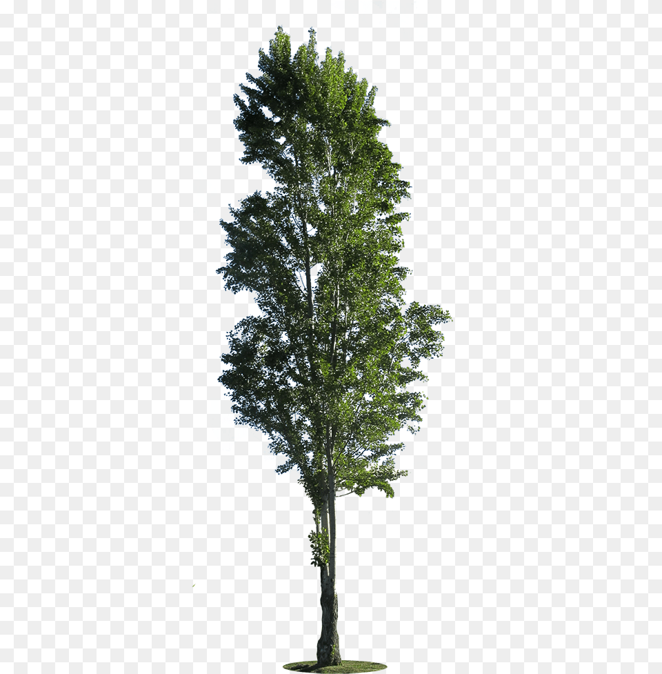 Poplar Tree Cut Out, Plant, Tree Trunk, Fir, Light Free Png