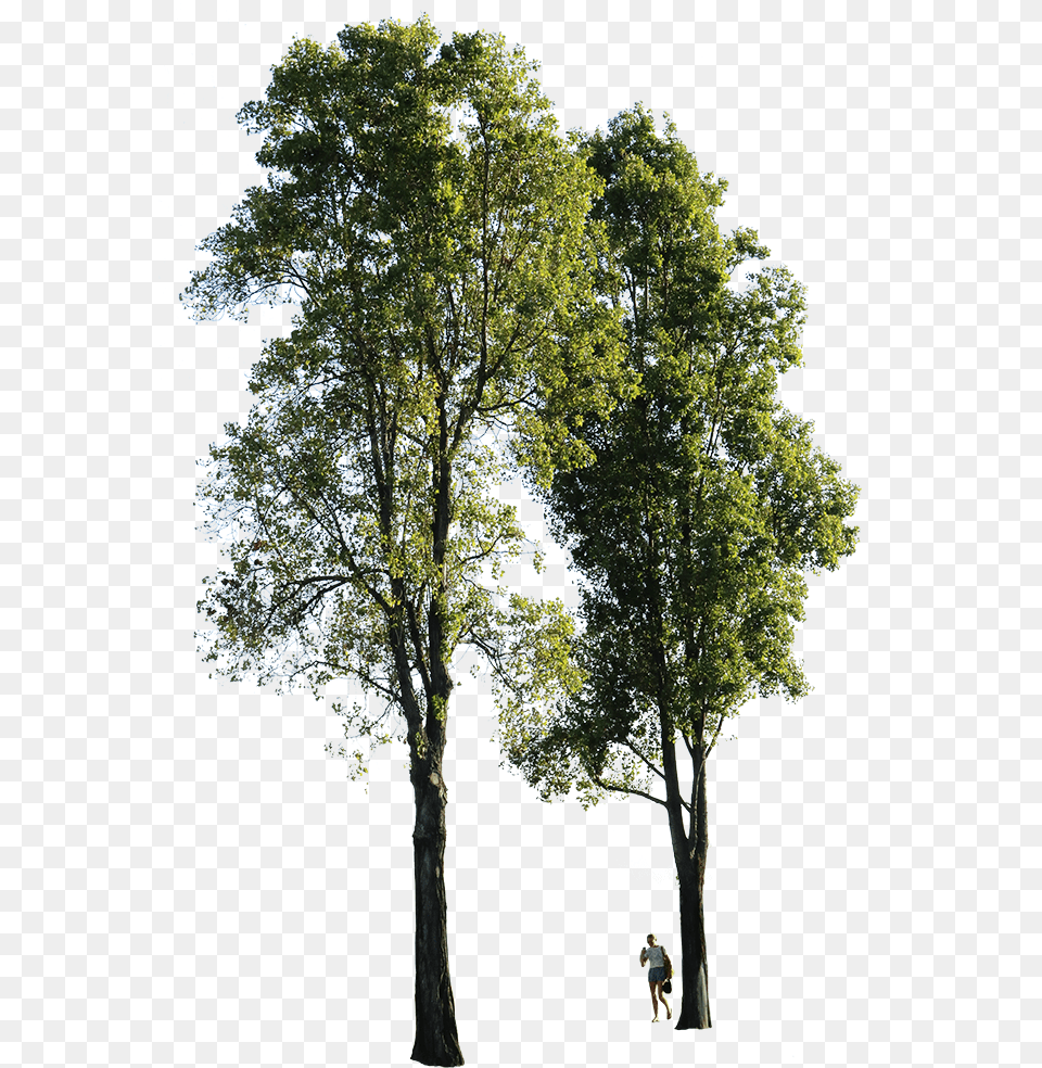 Poplar Tree Transparent Background Group Of Trees, Plant, Tree Trunk, Person, Oak Png Image