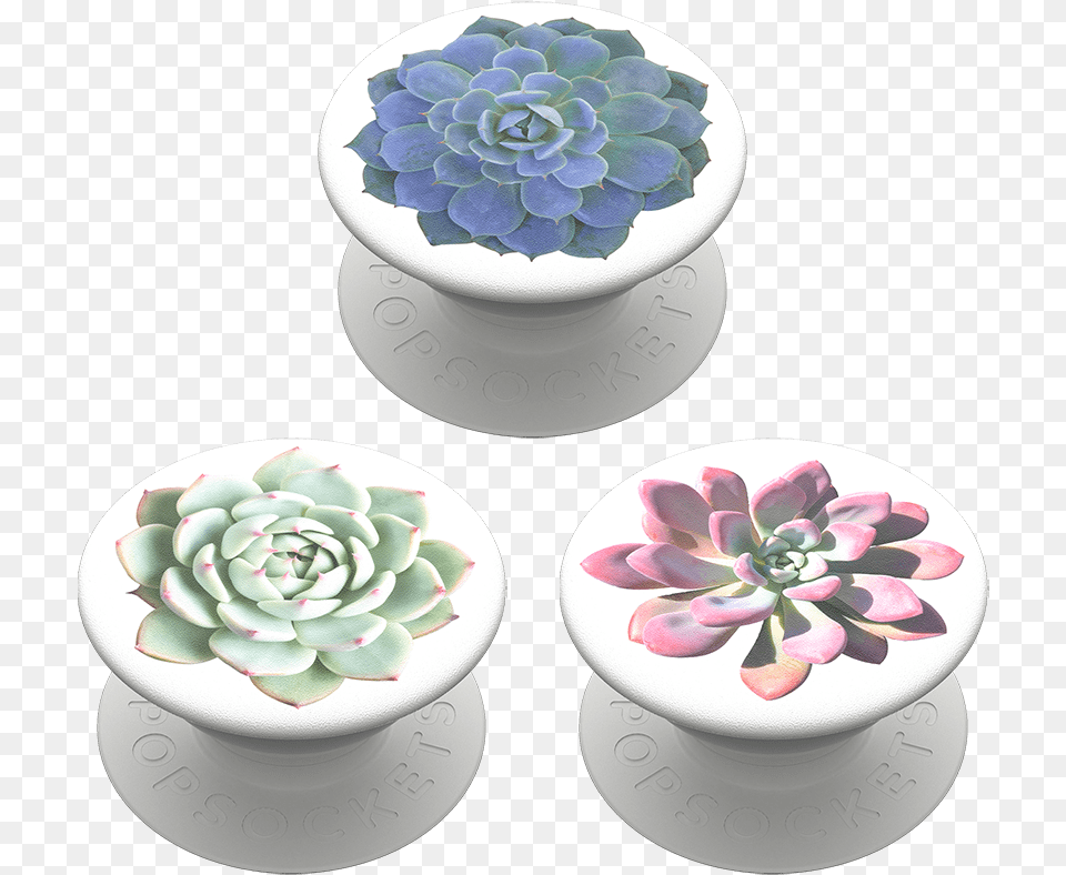 Popminis Cacti Trio White Mexican Rose, Art, Jar, Porcelain, Pottery Free Png Download