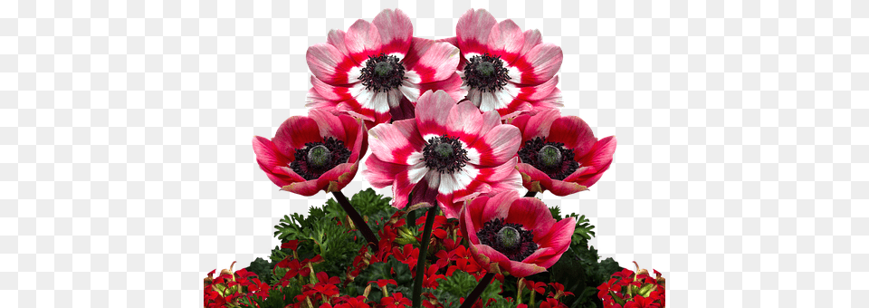 Poppies Anemone, Dahlia, Flower, Geranium Free Png