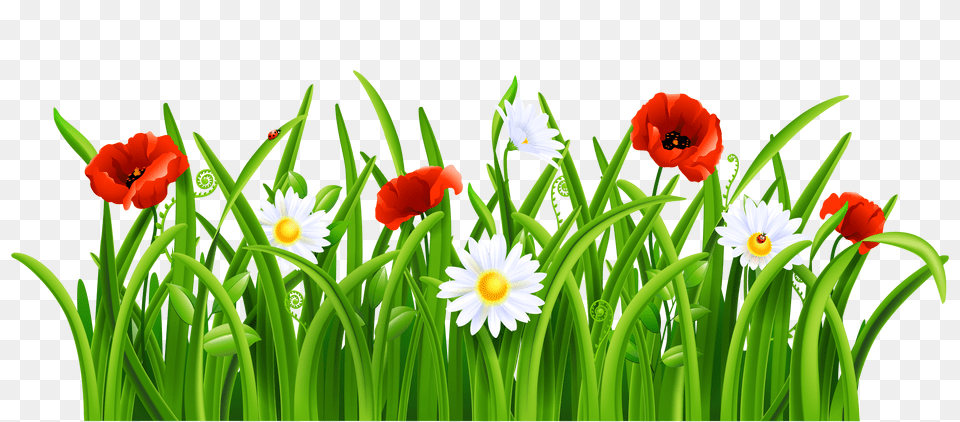 Poppies And Daisies With Grass Clipart Gallery Free Transparent Png