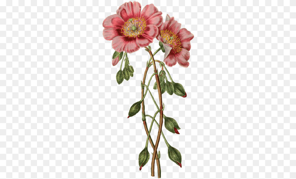 Poppies And Vectors For Botanical Flower Illustration, Anemone, Anther, Geranium, Petal Free Png Download