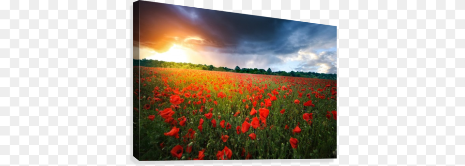 Poppies Canvas Print Poppy, Flower, Plant, Field, Grassland Png Image