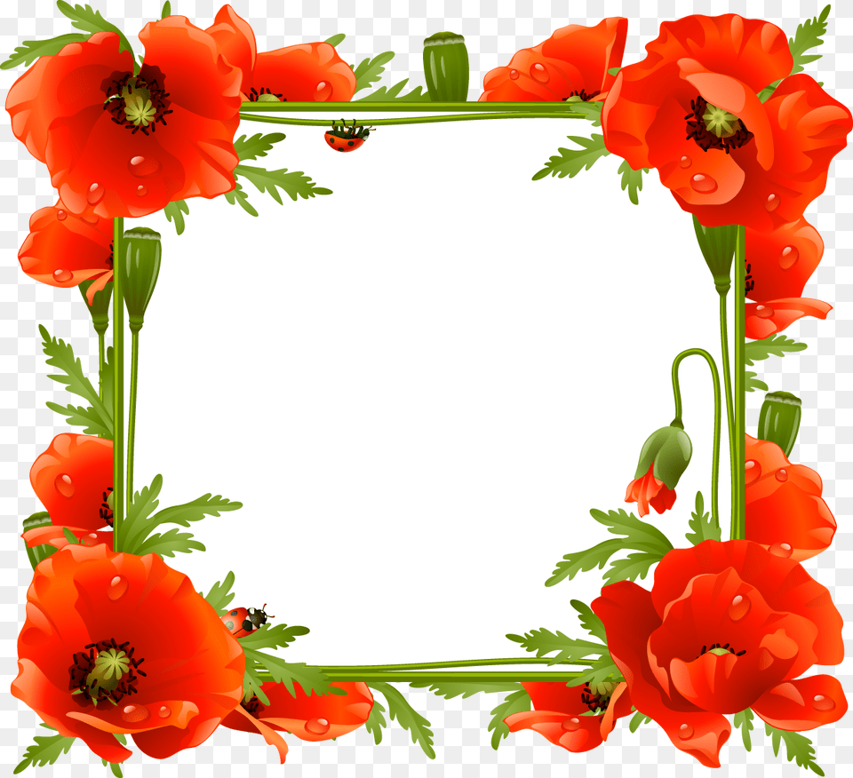 Poppies Frame Clipart Poppy Frame, Flower, Plant, Geranium, Cake Png Image