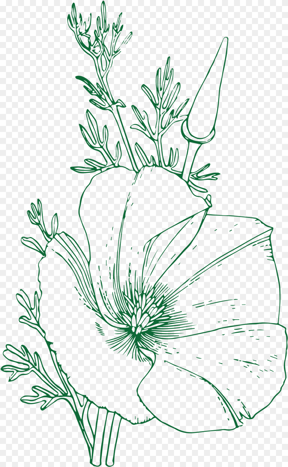 Poppies Have Four Petals Often Crinkled Resembling Sketch, Plant, Art, Graphics, Flower Png