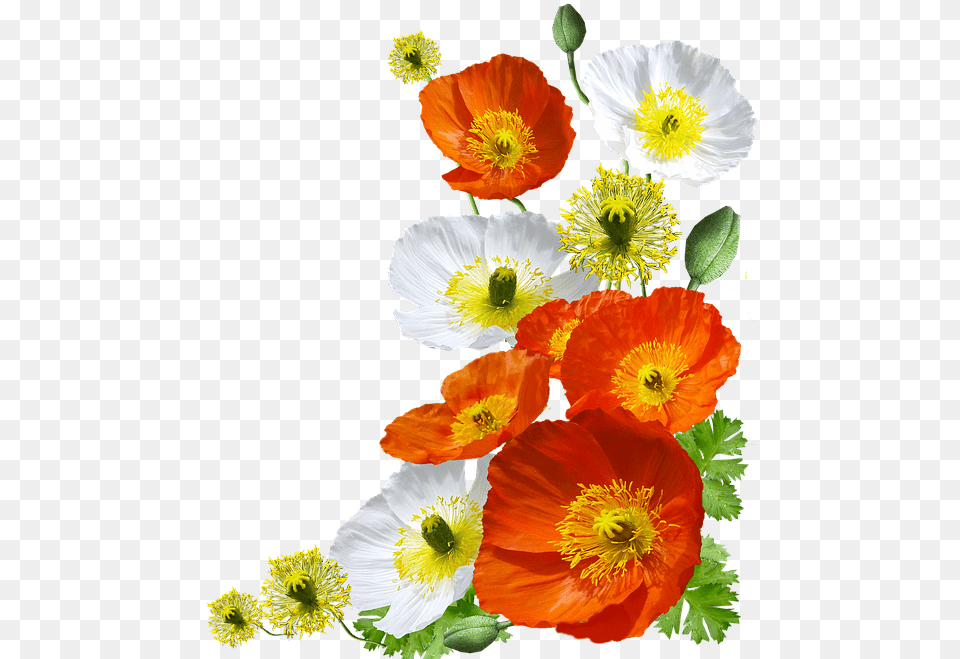 Poppies Iceland Arrangement Iceland Poppies, Flower, Plant, Pollen, Anemone Png Image