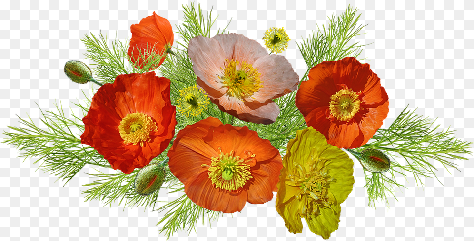 Poppies Iceland Flowers Photo On Pixabay Amapolas, Flower, Plant, Flower Arrangement, Flower Bouquet Free Png Download