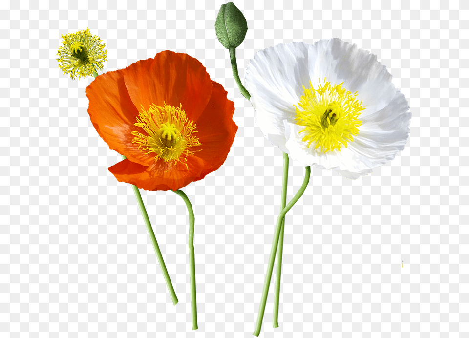Poppies Iceland Stems Icelandic Poppy, Flower, Plant, Pollen, Anemone Free Png Download