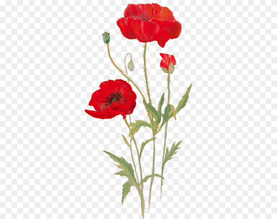 Poppies In The Picture Bright Backgrounds Gm 88 Poppy Flower Drawing Transparent, Plant, Rose Png