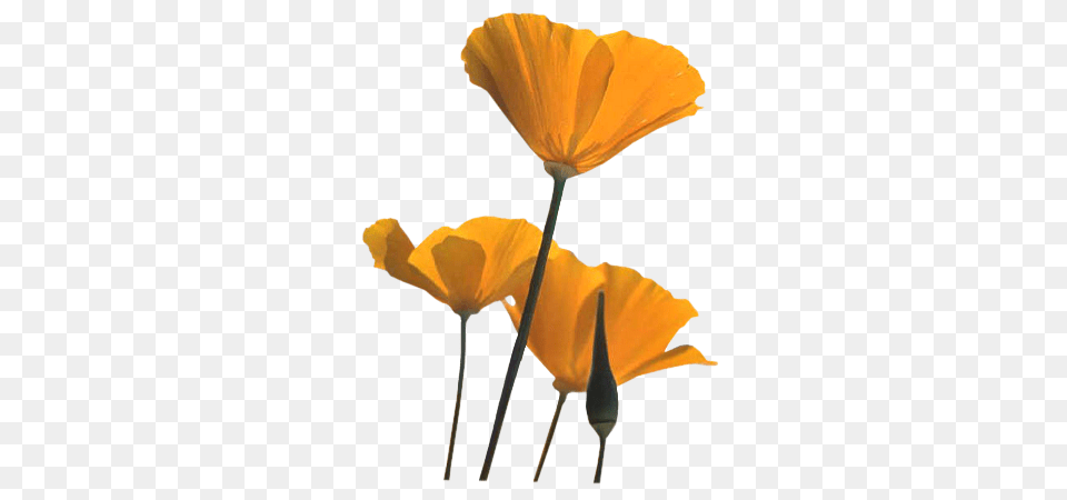 Poppies Orange Poppy Flower, Petal, Plant, Cutlery, Fork Free Png Download