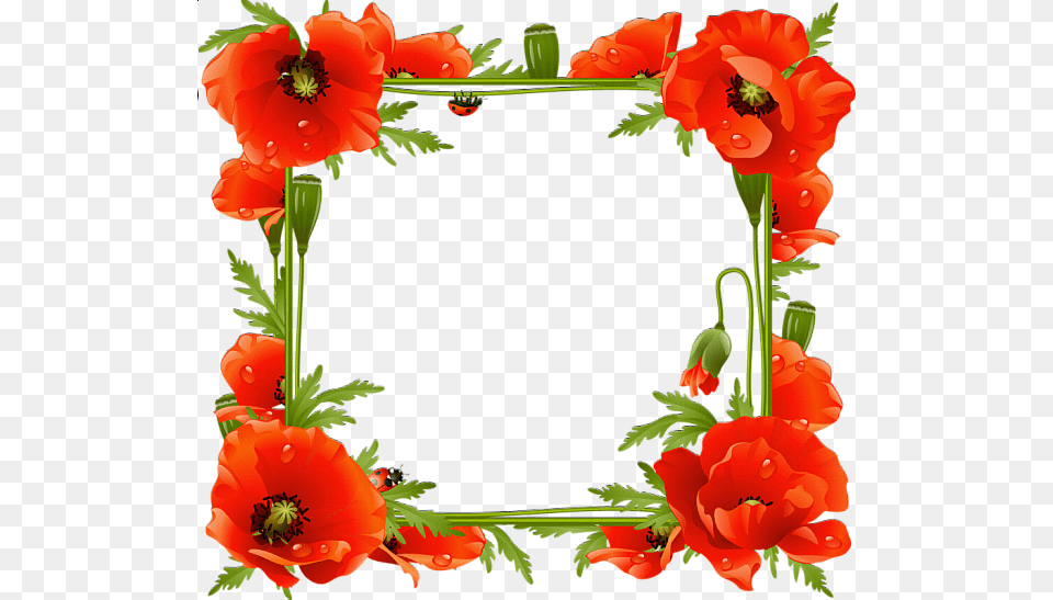 Poppies Transparent, Flower, Plant, Geranium, Poppy Png