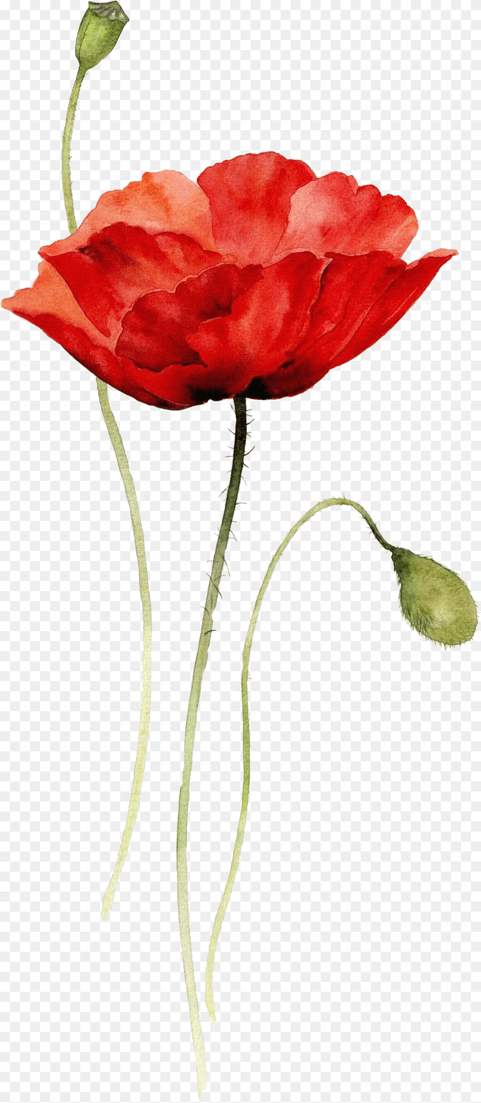 Poppies Watercolor Painting Paper Drawing Red Flower Watercolor Drawing, Plant, Petal, Rose, Poppy Free Png Download