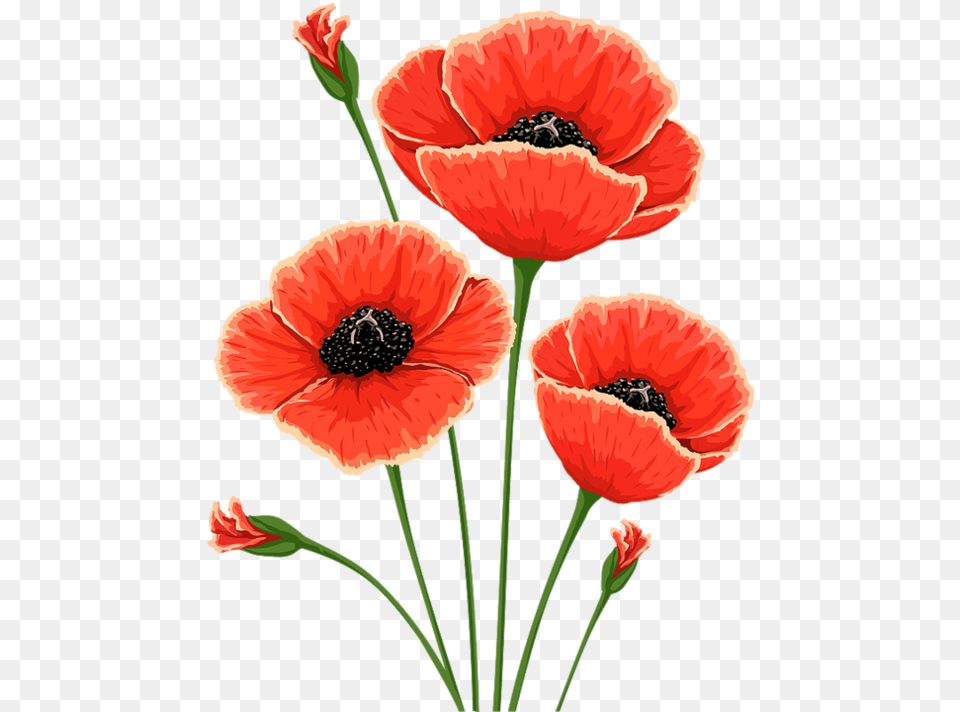 Poppies Watercolor V Poppy Flower, Plant, Anemone Png