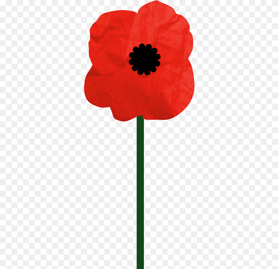 Poppy, Flower, Plant, Rose Free Transparent Png