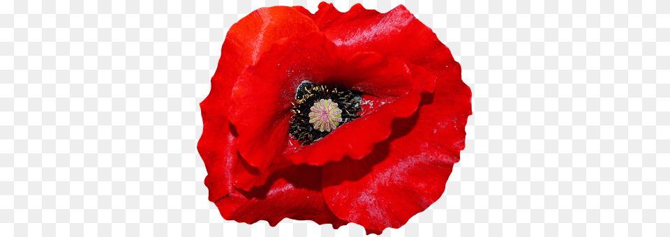 Poppy Flower, Plant, Rose, Pollen Png Image