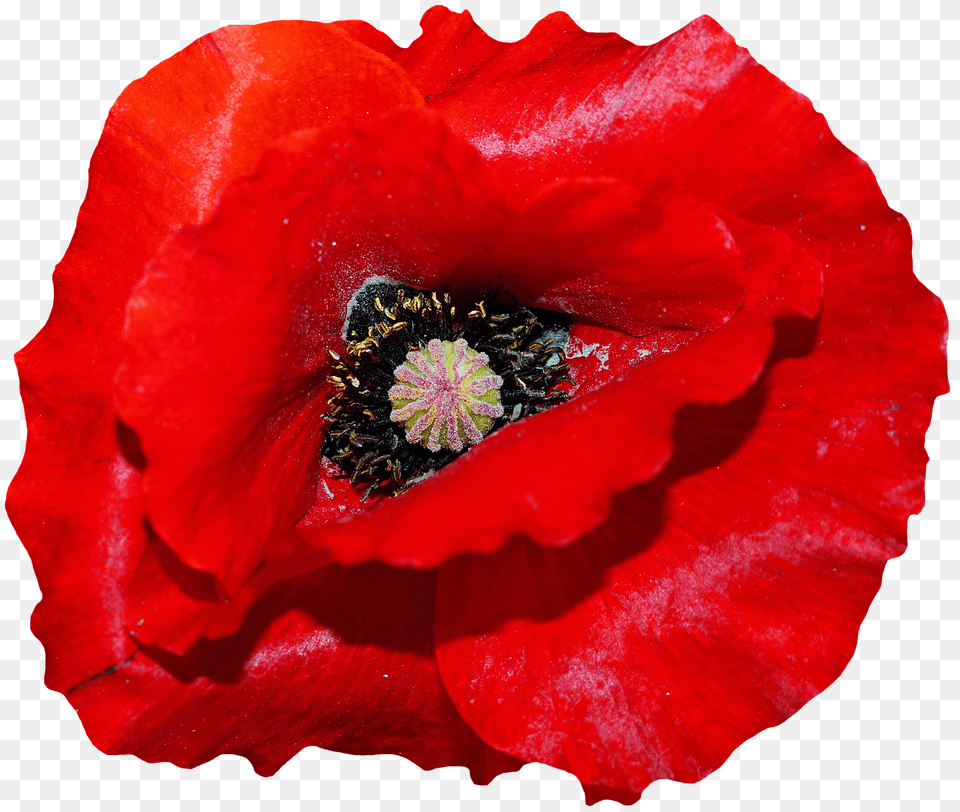 Poppy Flower, Plant, Rose, Pollen Free Transparent Png