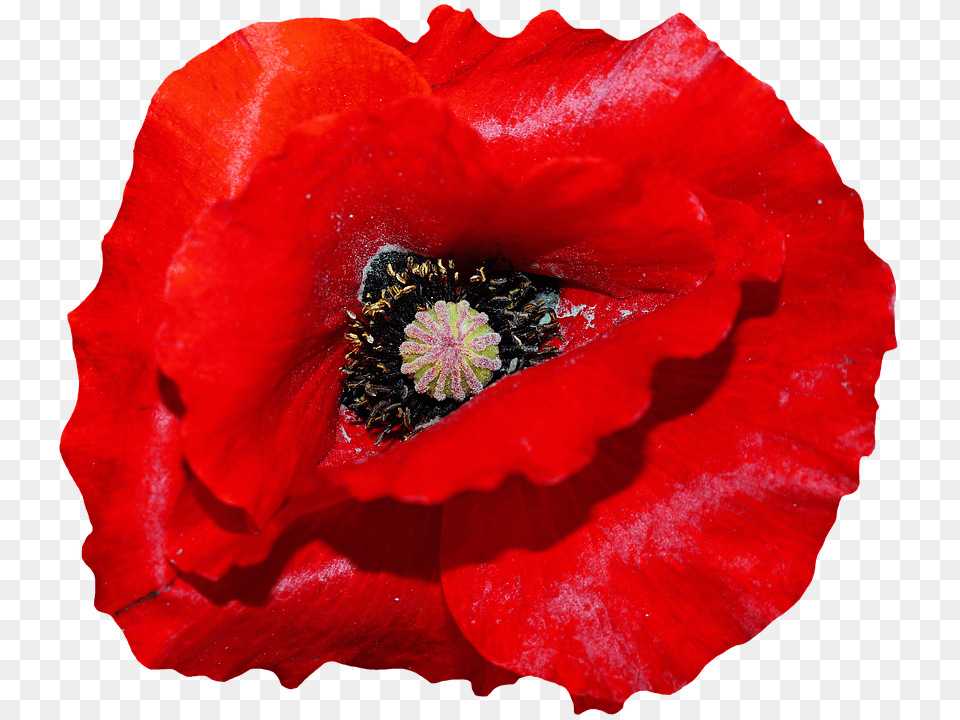 Poppy Flower, Plant, Rose, Pollen Png Image