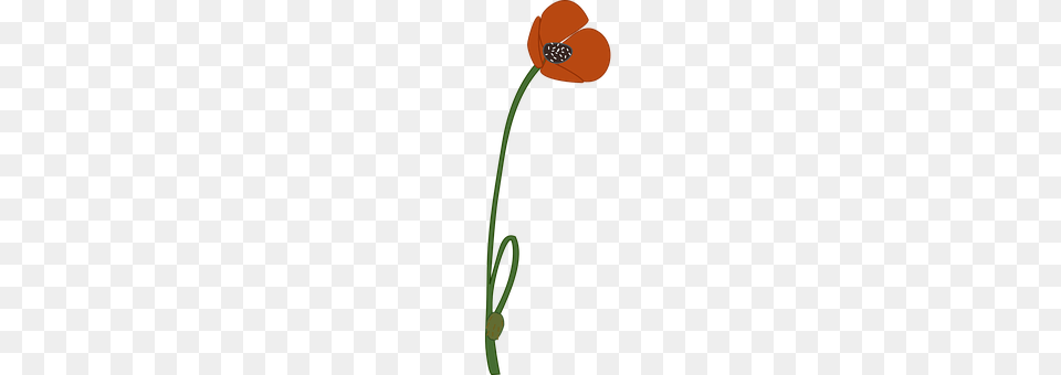 Poppy Flower, Plant, Anther, Nature Free Png Download