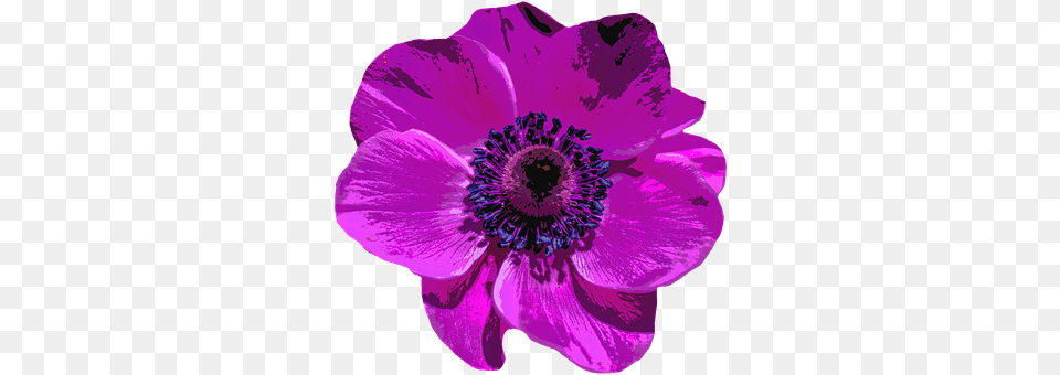 Poppy Anemone, Flower, Plant, Pollen Free Png Download